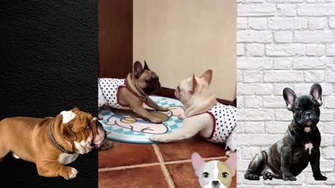 Cats and Dogs are having FUN