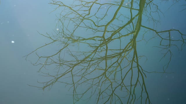 Reflection of the Tree in the Water