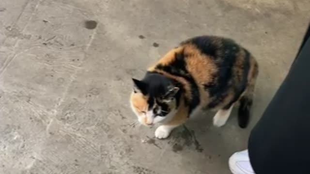 The charming street cat I met on the street 2