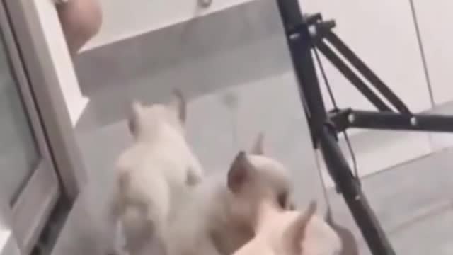 funny dogs cute twenty-one