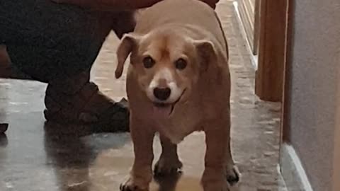 Doggo gets a good wipe