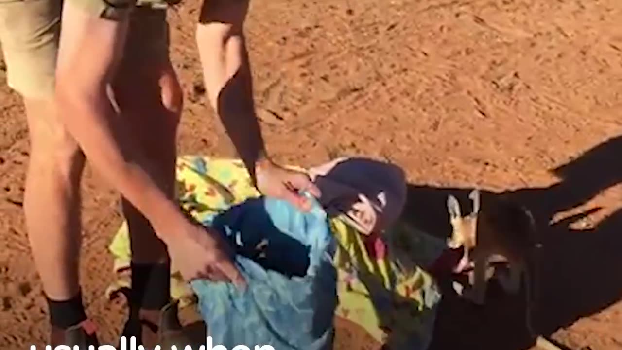 Rescued Baby Kangaroos Have The Best 'Mom' | The Dodo