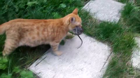 Orange Cat vs Rat