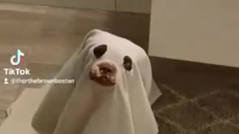 Spooky dog scares his family every chance he gets