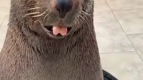 Cute Sea Lion Comes When Called