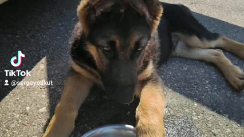 German Shepherd Delays Intruder With Shooting
