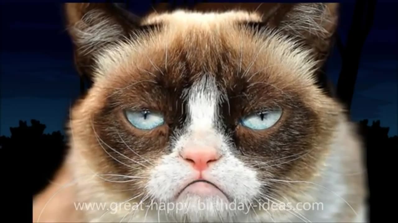 Grumpy cat singing happy birthday