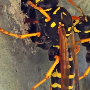 Wasps under a railing / beautiful animals in nature.