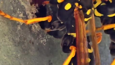 Wasps under a railing / beautiful animals in nature.