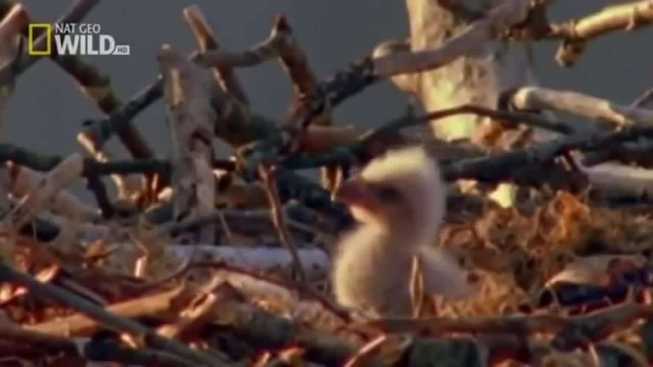 American Bald Eagle - National Geographic's