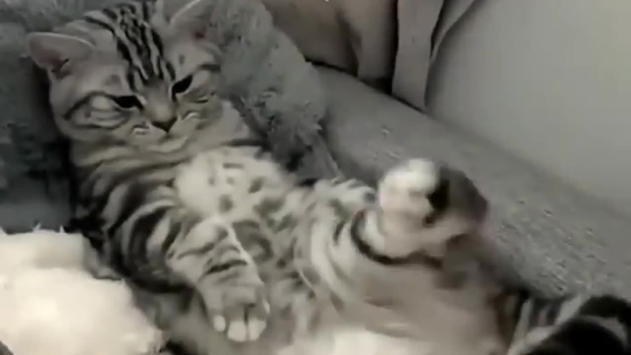 #cat #funny #comedy #cutecat #funnyvideo