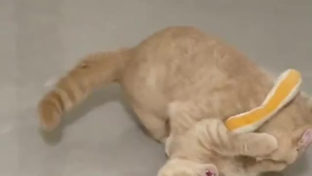 funny cat cute fight