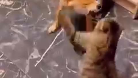 Best animal video