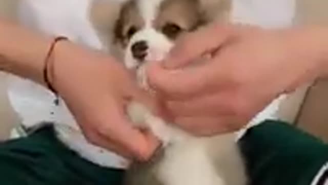 dog sending kiss very cute