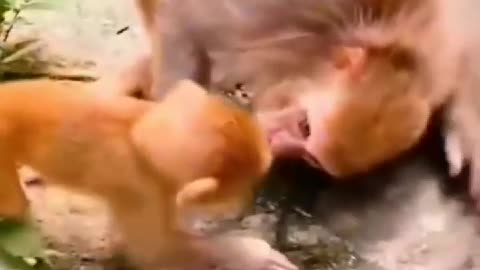 Funny Monkeys Compilation