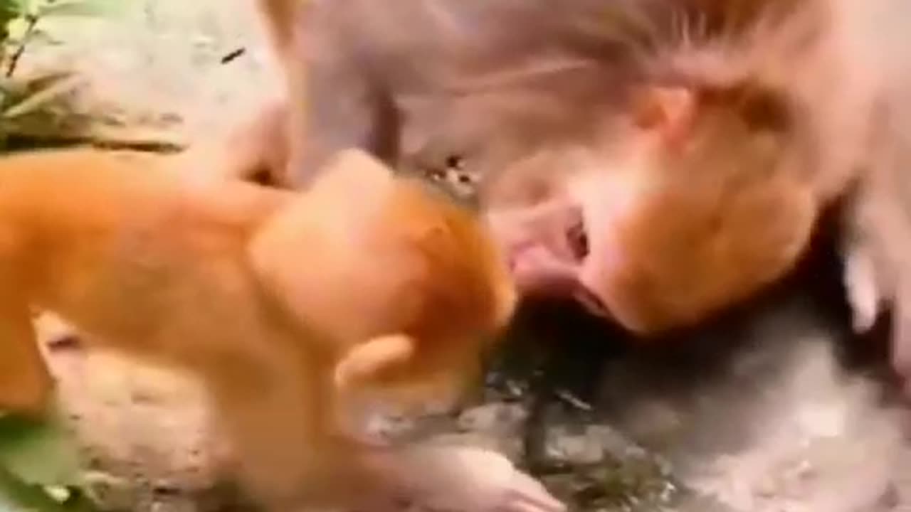 Funny Monkeys Compilation