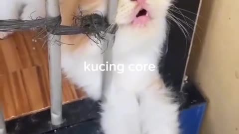 Funny cat behavior 😂😂