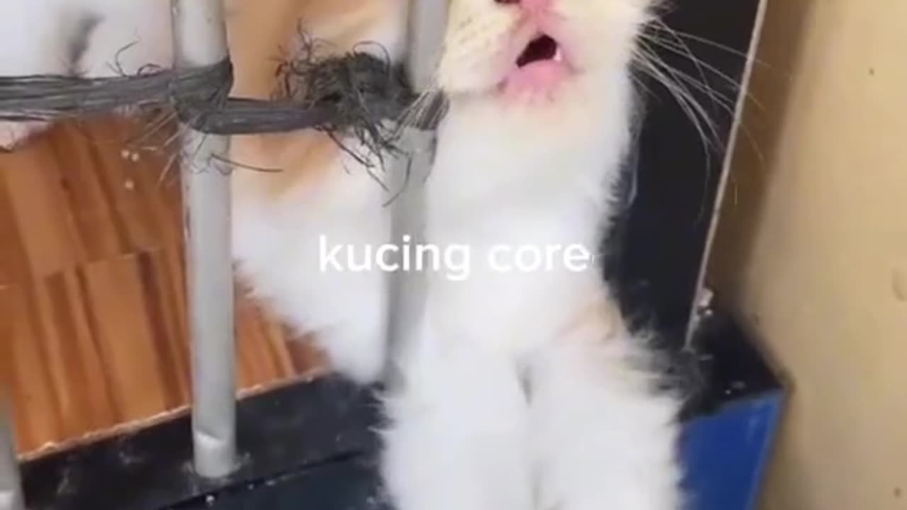 Funny cat behavior 😂😂