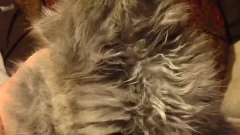 Collab copyright protection - cat sleepy head syndrome