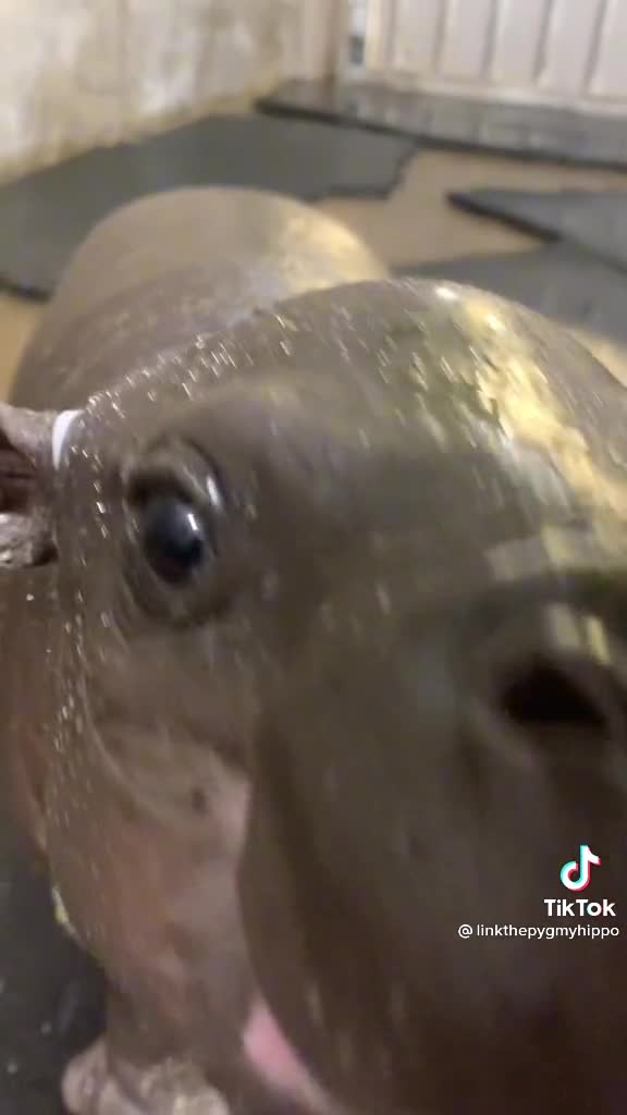 Baby Pygmy Hippo
