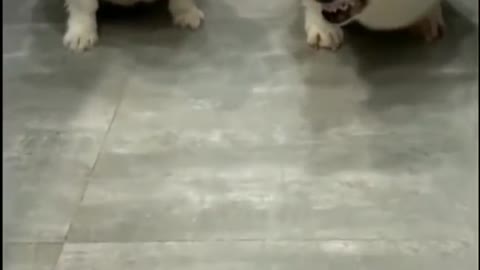 Super Funny Dog Videos | Try not to laugh