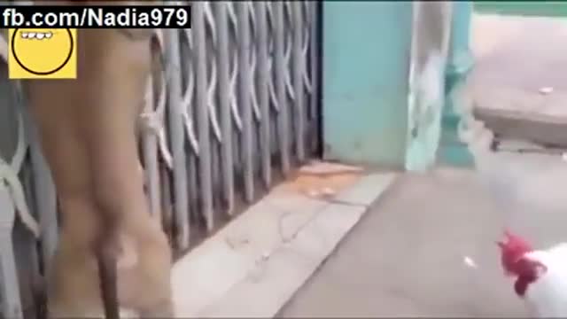 funny monkey attacks on hen