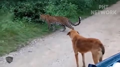 Ferocious rabid dogs to destroy innocent animals