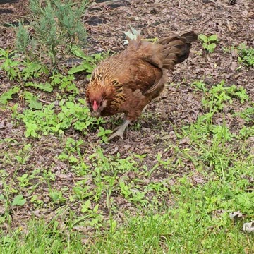 OMC! Brownie is EIGHT-YEARS-OLD and still a pecking machine!🐔💖💞😍😘🐔#Brownie #chicken #pecking #shorts