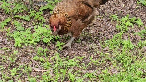 OMC! Brownie is EIGHT-YEARS-OLD and still a pecking machine!🐔💖💞😍😘🐔#Brownie #chicken #pecking #shorts