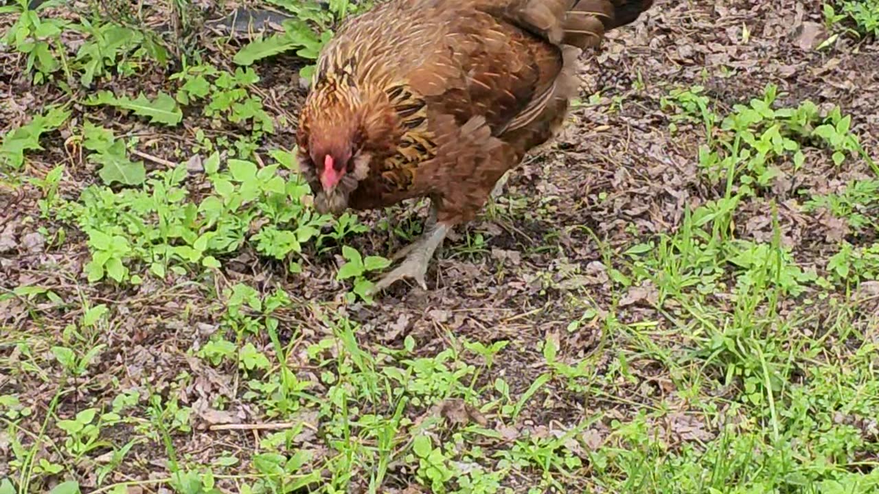 OMC! Brownie is EIGHT-YEARS-OLD and still a pecking machine!🐔💖💞😍😘🐔#Brownie #chicken #pecking #shorts
