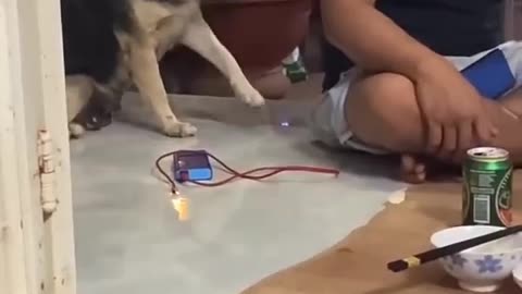 the incredible dogs