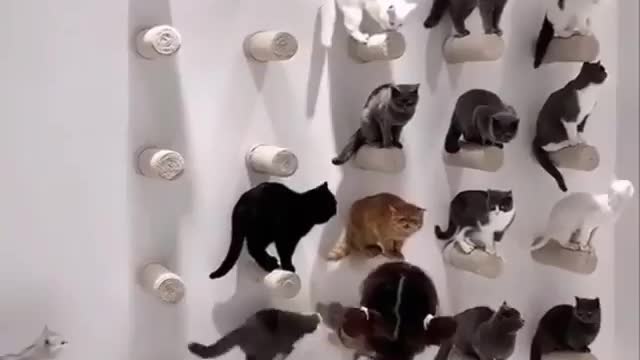 Funny and Cute Cats Videos #171