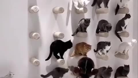 Funny and Cute Cats Videos #171