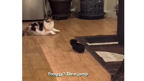 Fearless little dog