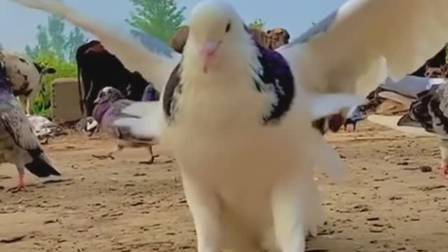 Slow motion video of pigeon doing backflip | Believer pigeon