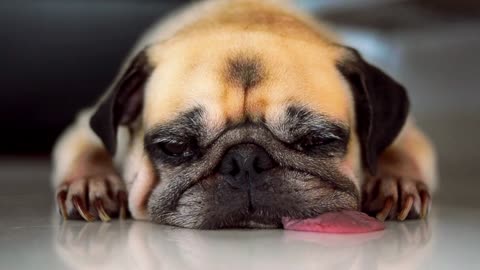 Sleeping funny Dog #Doglife#Puppy#Puppylove#Rumble#youtube#youtubeshorts