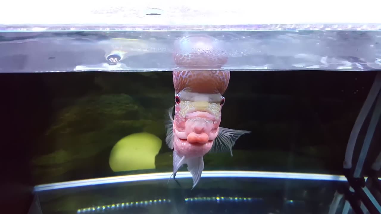 9 Months Update - A Day in the Life of My Flowerhorn