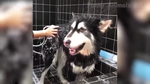 The dog loves to sing in the bathroom like her mistress !!!