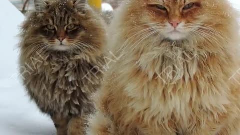 cute cats,cute dogs,cute pets,pet123,funny dogs,funny animals