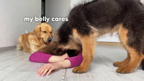 Funny Dogs Reaction