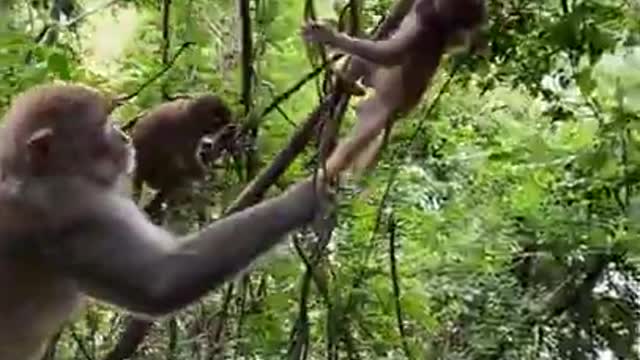 Cute Monkey China & Funny Love monkey| Animals Love