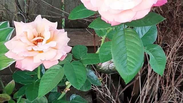 Chicago Peace Rose, Blue Jay, Squirrel & the Neighbor's Dog