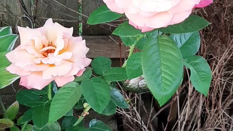 Chicago Peace Rose, Blue Jay, Squirrel & the Neighbor's Dog