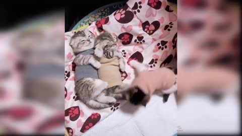 Best of Cute cats and Funny Cat Videos 2022