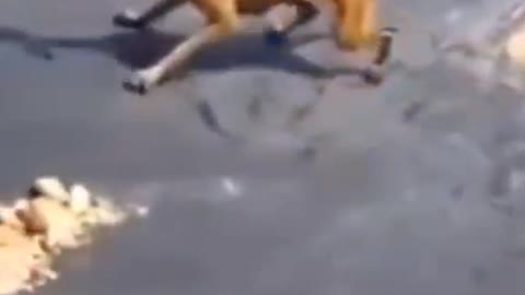 Dog going to become viral today
