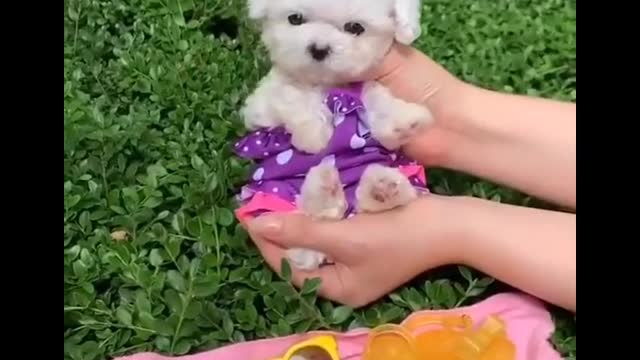 Cutest baby animals Videos Compilation Cute moment of the Animals episode : 14