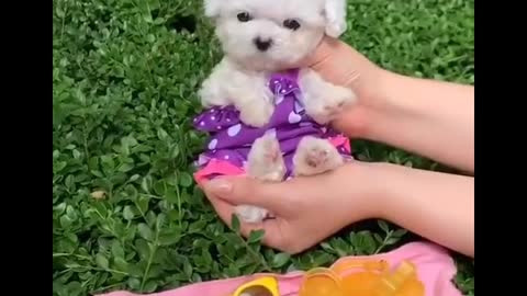 Cutest baby animals Videos Compilation Cute moment of the Animals episode : 14