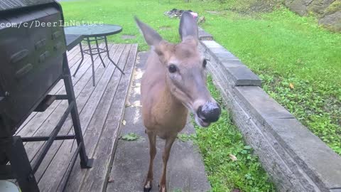 Deer comes for a treat