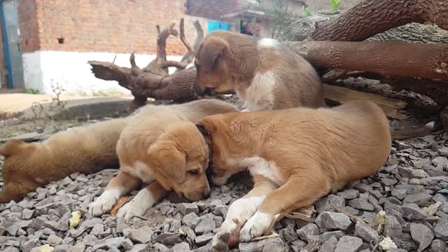 Street Dog Eating & Playing