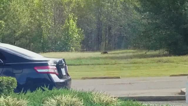 Man Sees Large Cat